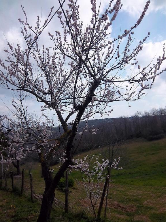 Agriturismo Norianino Монтемерано Екстер'єр фото